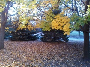 Fall 2013